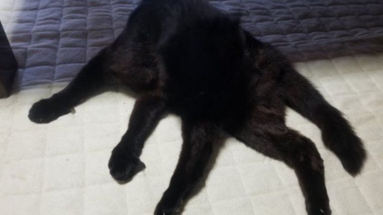 毛繕いしている猫