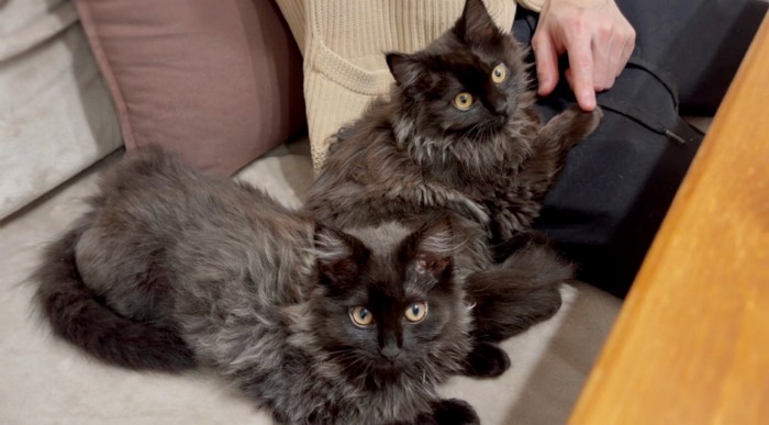 並んで座る2匹の猫