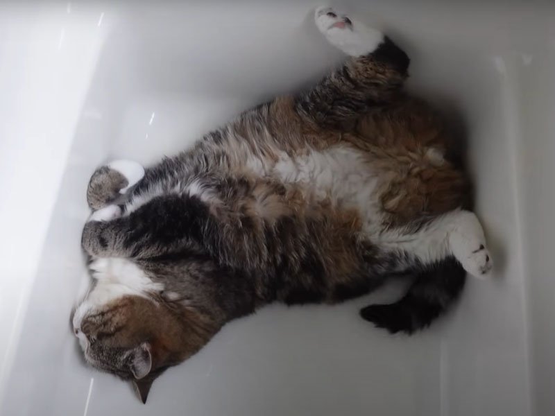 浴槽に寝そべる猫