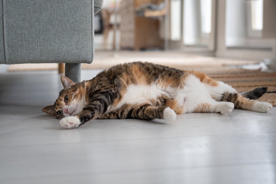 横たわる三毛猫