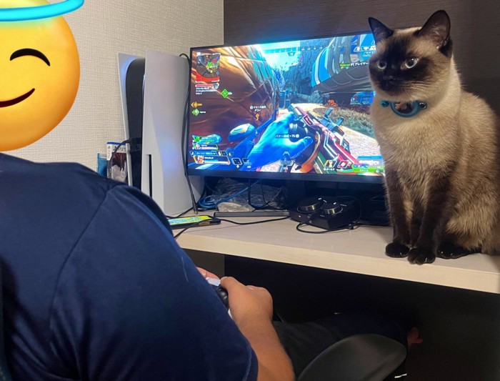 モニター横に座る猫