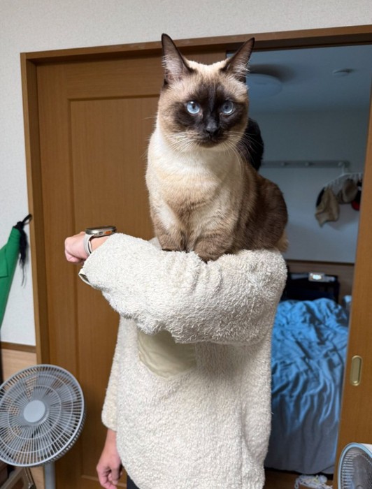 肩の上に乗る猫