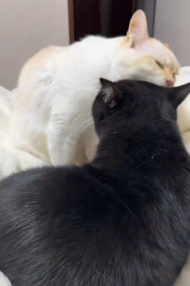 白猫と黒猫