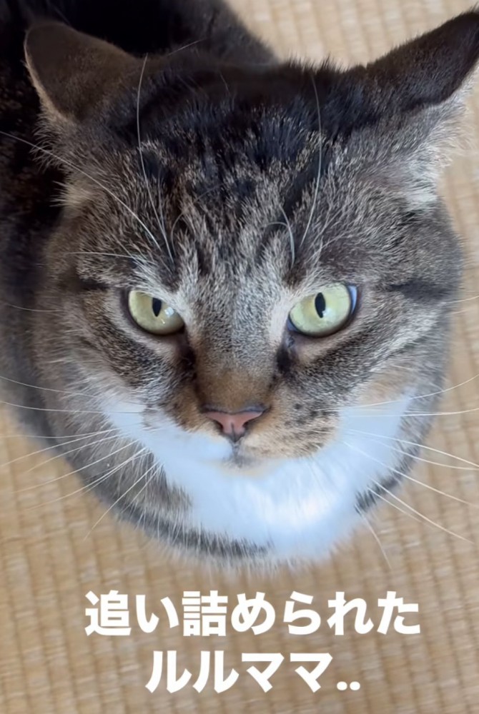 「追い詰められたルルママ」のテロップ写真