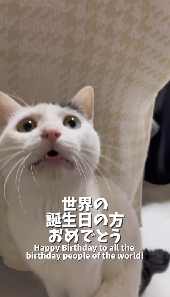 見上げて口を細くする猫