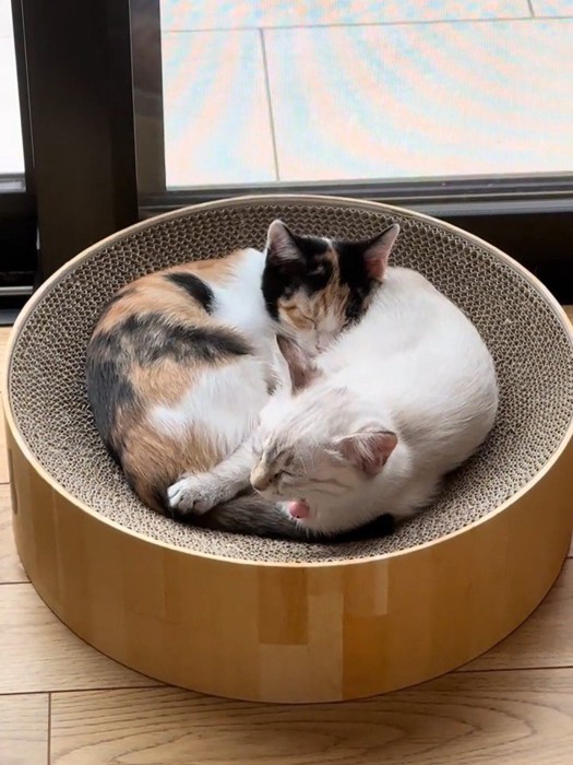 丸くなって寝る2匹の猫