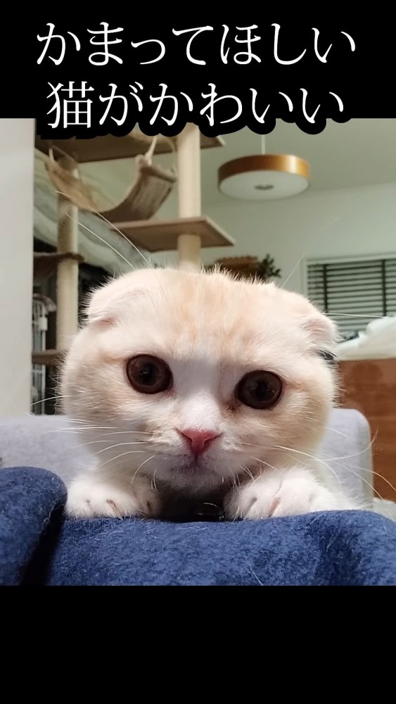 飼い主の脚に手を置く猫