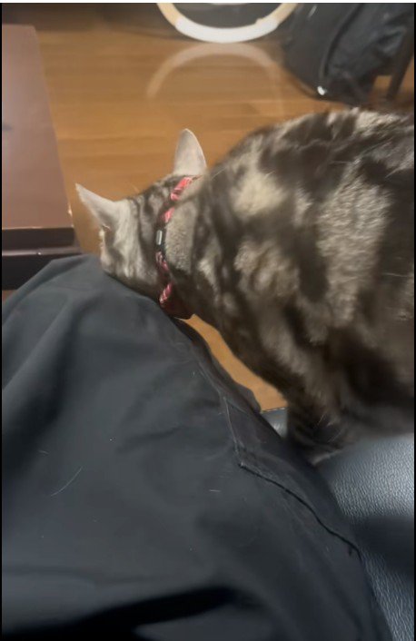 人に甘えている猫