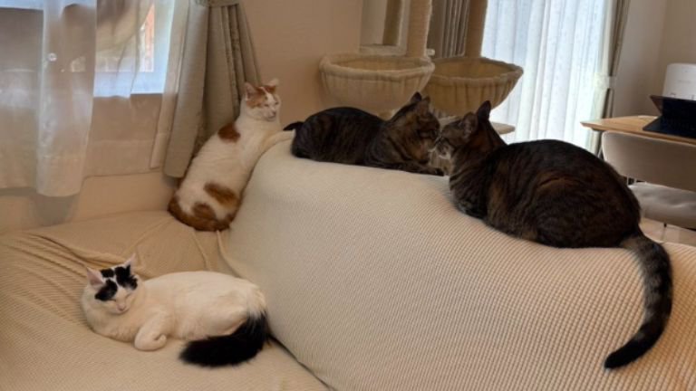 集まっている猫たち