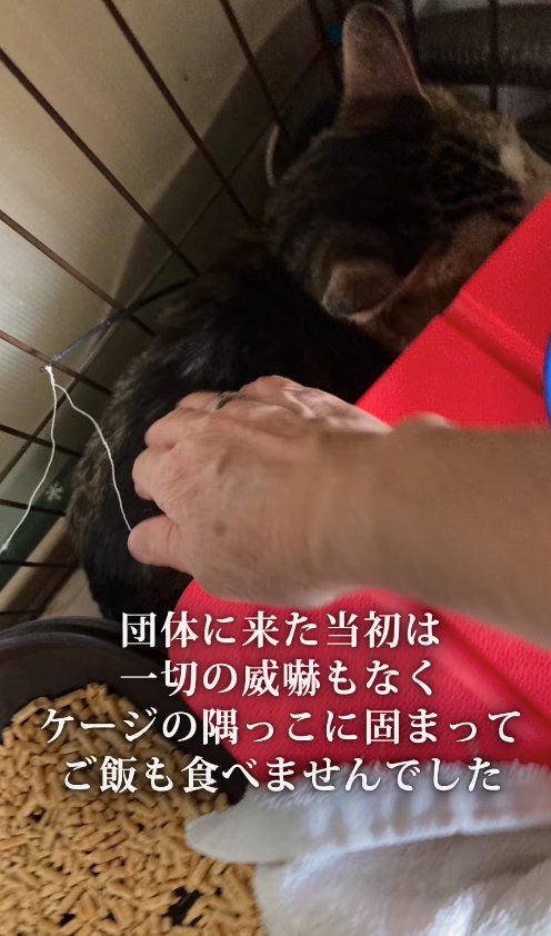 保護主さんの手と、ケージの隅でうずくまる猫