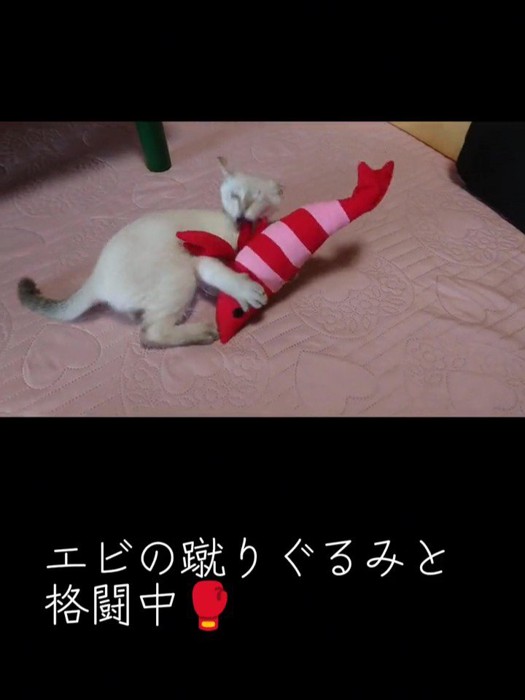 けりぐるみで遊ぶ子猫