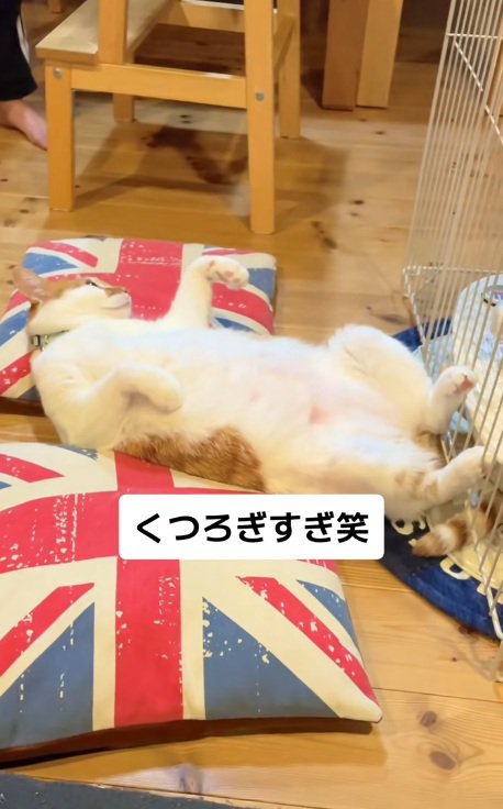 クッションの間で寝てテレビを見ている猫