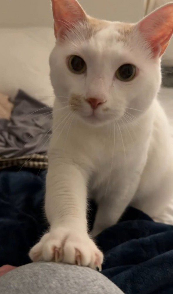 ベッドにいる飼い主に前足を乗せる猫