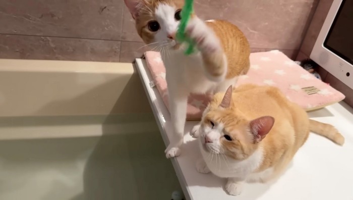 ニョロニョロおもちゃと茶白猫2匹