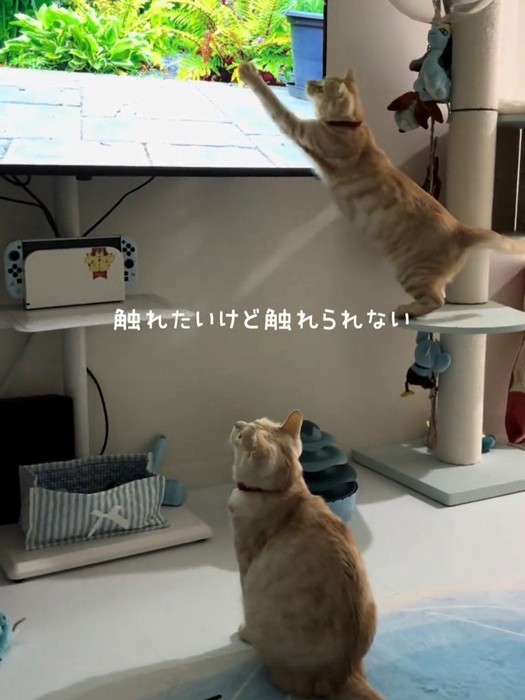 テレビにパンチする猫