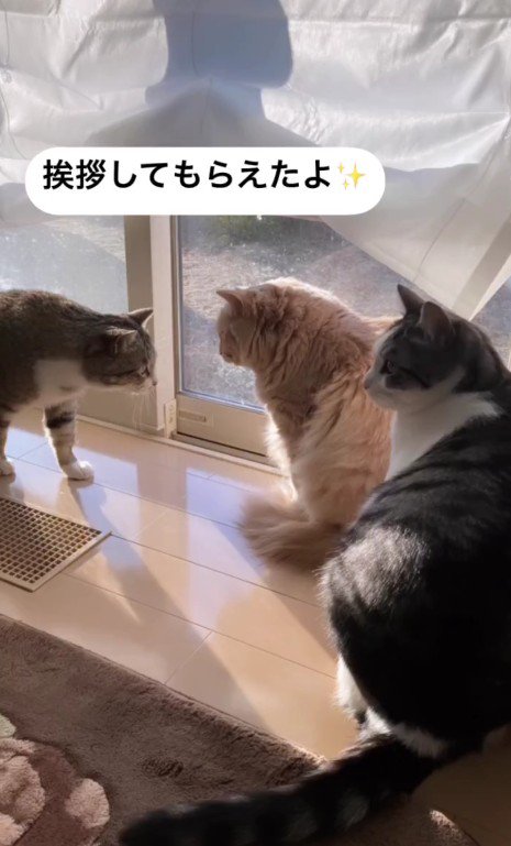 3匹の猫