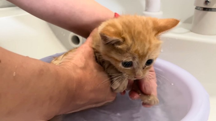 お湯に浸かる子猫