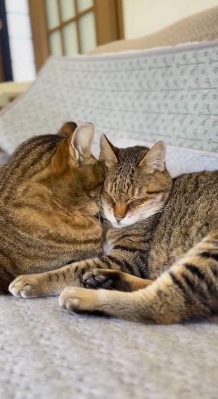 闘病中の猫の顔に頭を押しつけるキジトラ猫