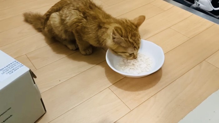 ごはんを食べる仔猫