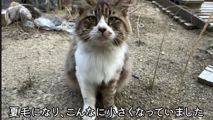 外で座る猫