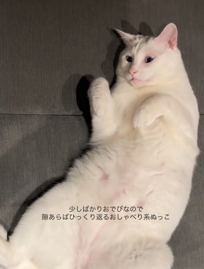 くつろぐ猫