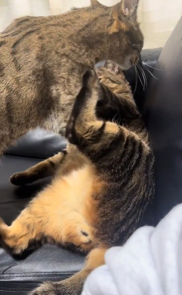 お腹をもみもみするベンガル猫と足をあげているキジトラ