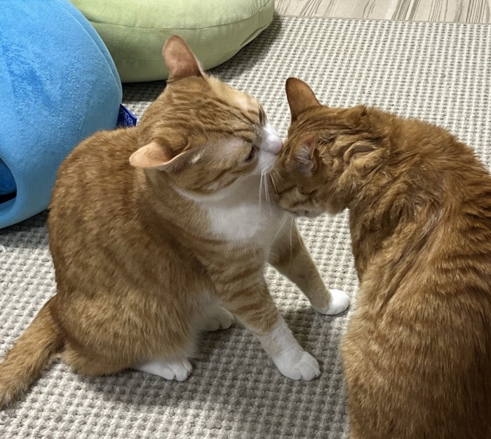 茶トラ猫の頭を舐める茶白猫