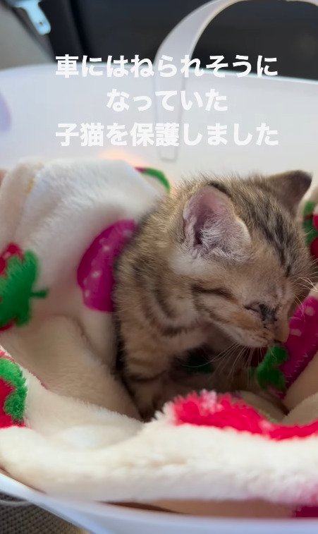 毛布の中で小さく動く猫