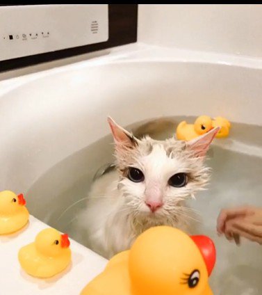 湯船に浸かっている猫