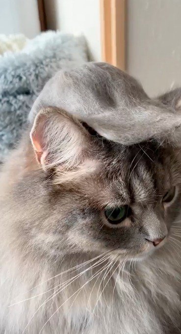 抜け毛で作ったキャップをかぶる猫