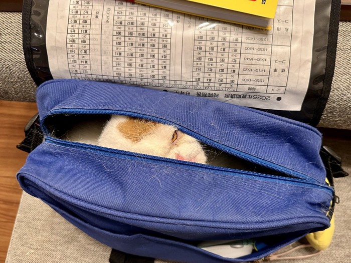 バッグの中に入っている猫