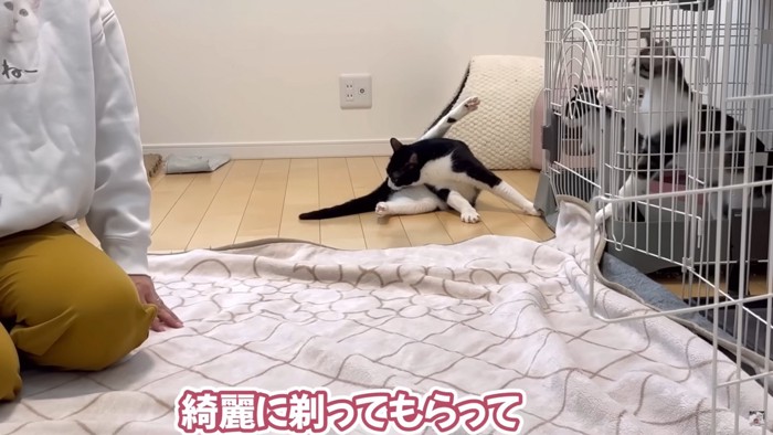 手術箇所が気になるかんたろう