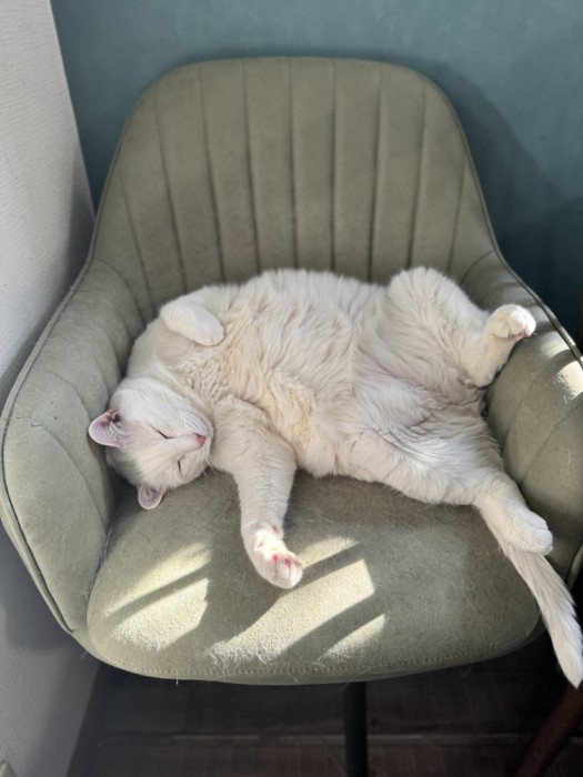 イスでヘソ天になる猫