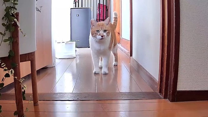 廊下中央に正面を向く猫