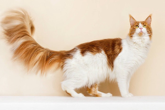 横たわるメインクーン