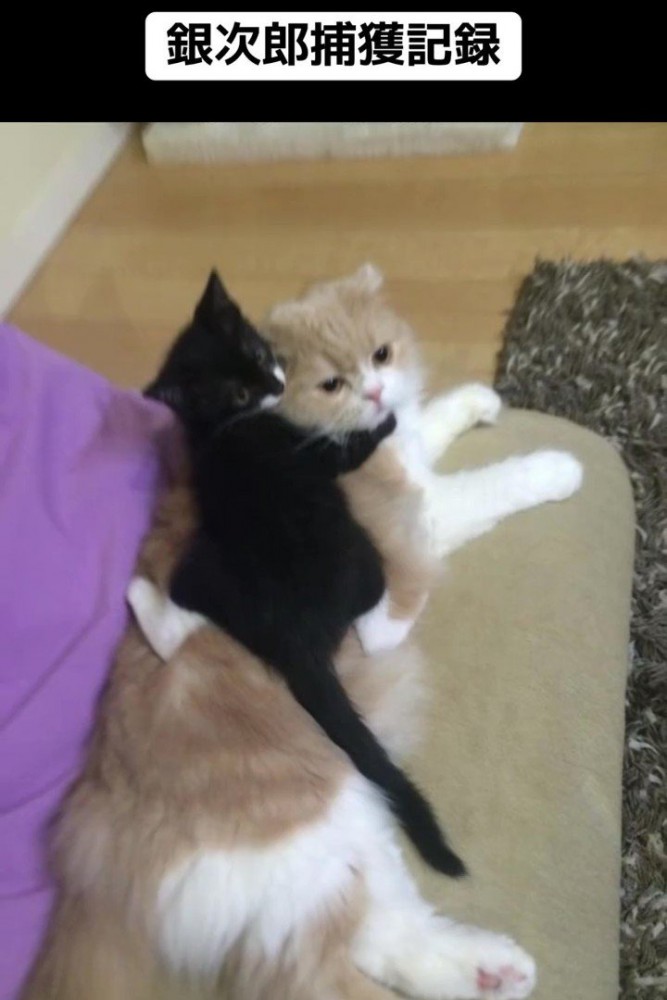 成猫の背中に乗る子猫