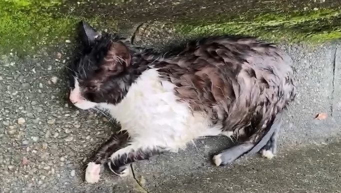 排水溝に横たわる猫