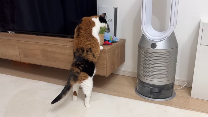 猫草に夢中のぺこ美ちゃん