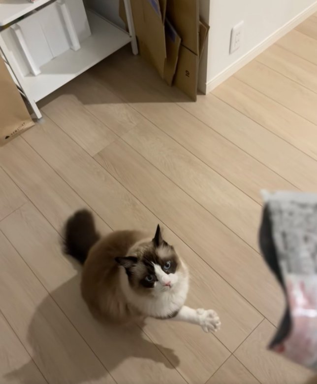 右前足を前に伸ばしながら開いている猫