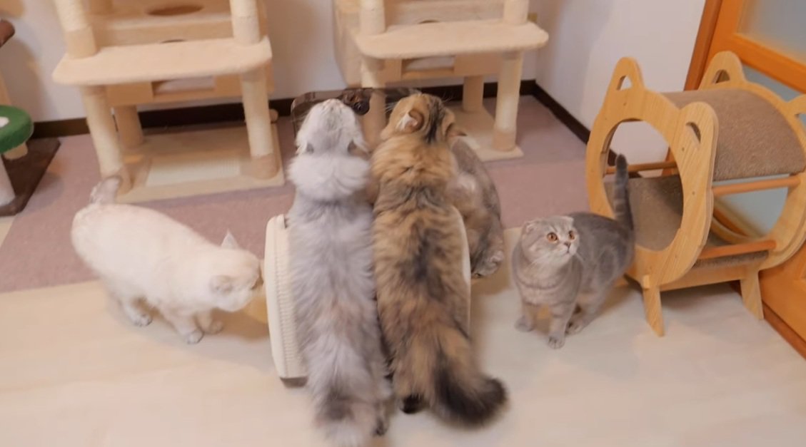 キャリーに大集合しているブリティッシュショートヘアの猫達