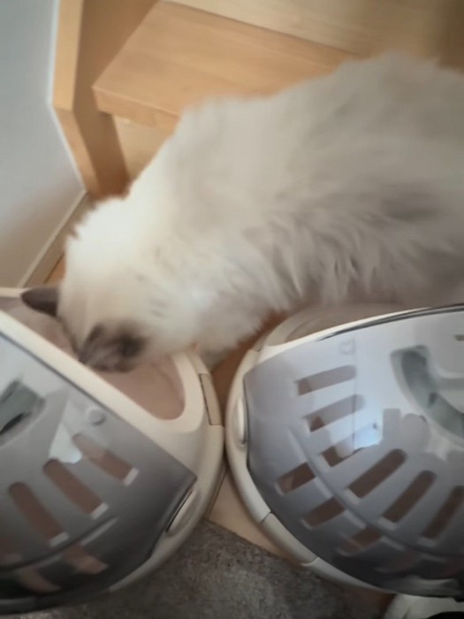 キャリーの中を見る猫