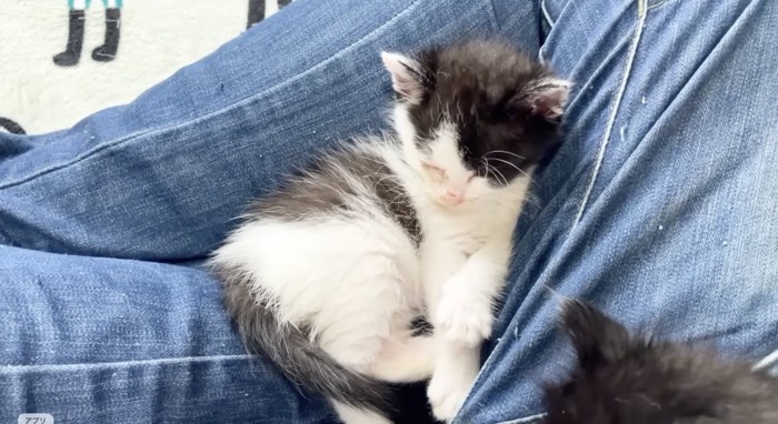 眠る白黒子猫