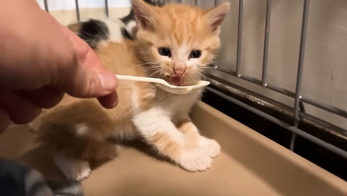 食べながら威嚇する茶白ちゃん