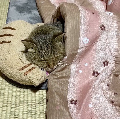 猫用枕に頭を乗せて眠る猫