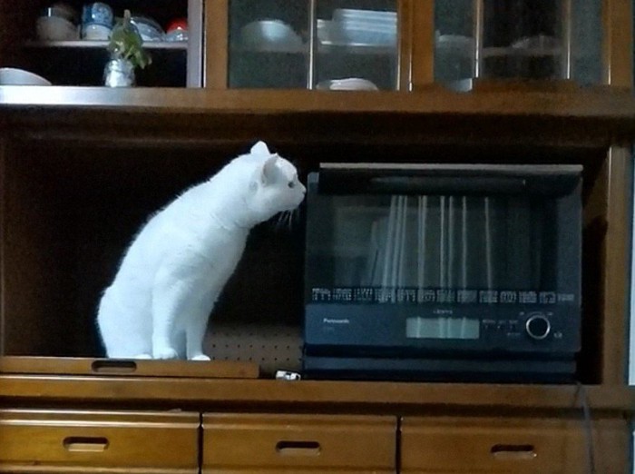 レンジを見ている猫