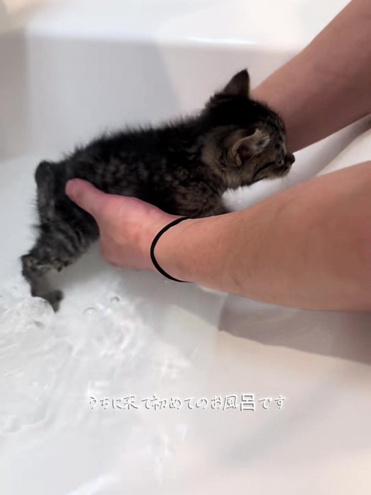 お湯に浸かる子猫