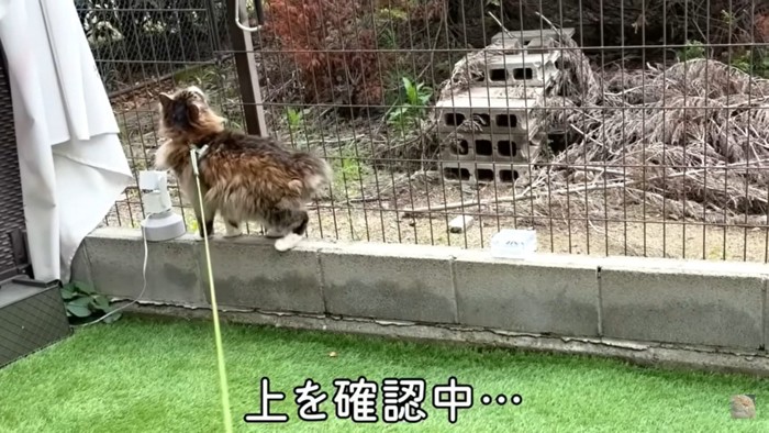 柵の上を確認する猫