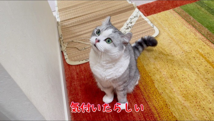 女性を見つめて口を閉じる猫