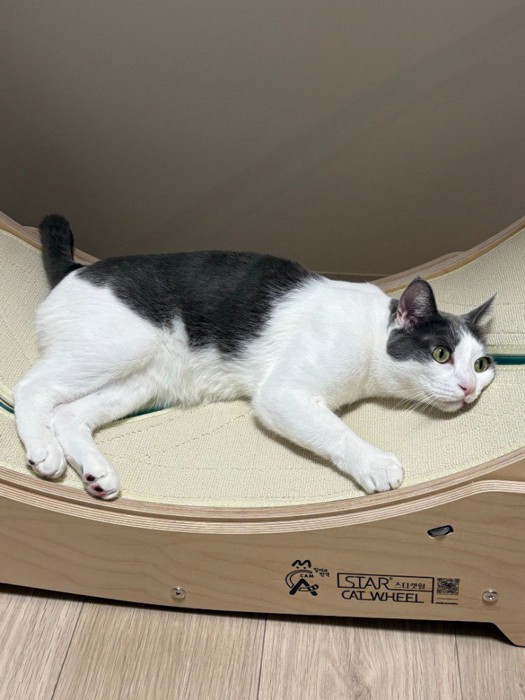 キャットホイールの上に寝そべる猫