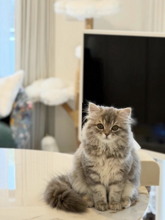 テーブルの上に座って飼い主を見つめる猫